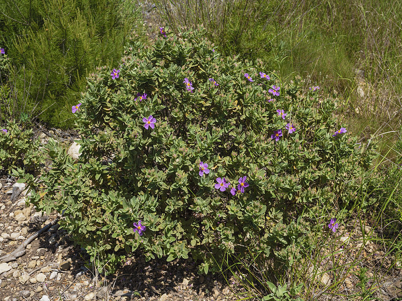 Cistus albidus es un xerfito que crece en pases europeos como Francia, Italia y pases del norte de frica como Marruecos.