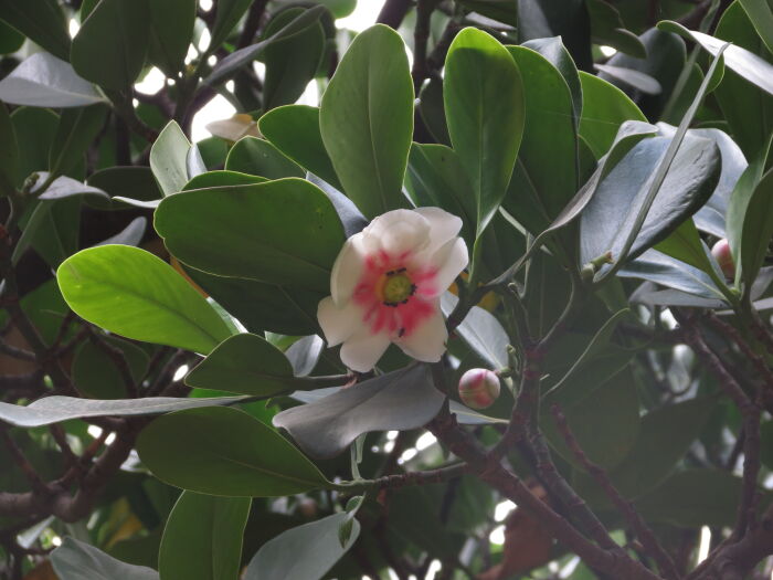 Copel (Clusia rosea)