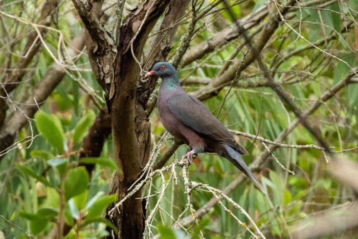 Rabiche (Columba junoniae)