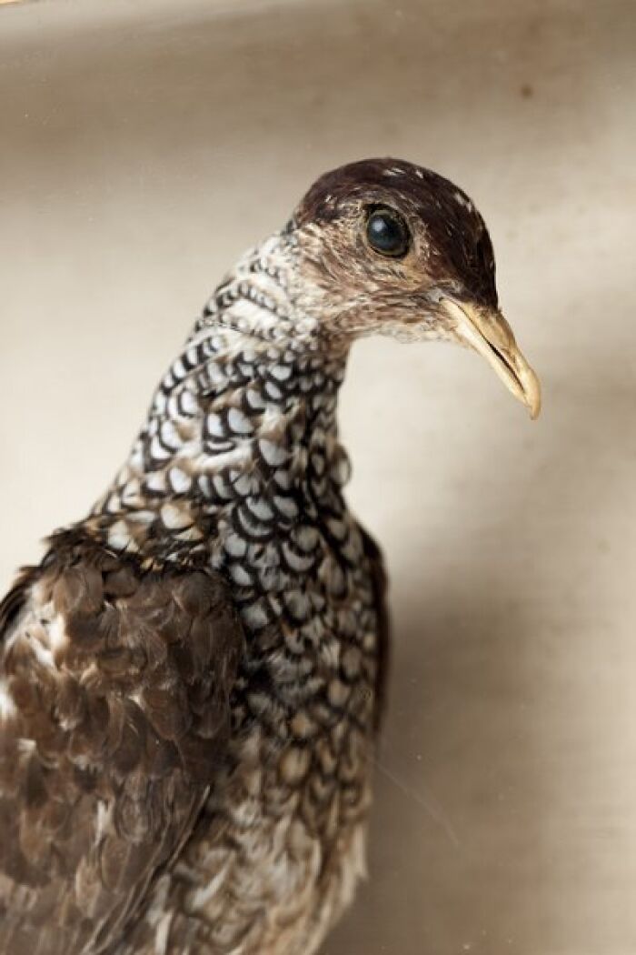 Espumuy (Columba speciosa)