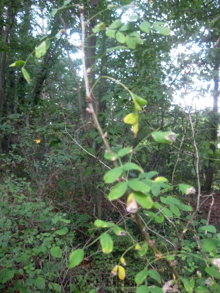 Guacamaya (Colutea arborescens)