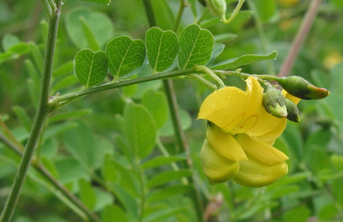 Espantalobos (Colutea arborescens)