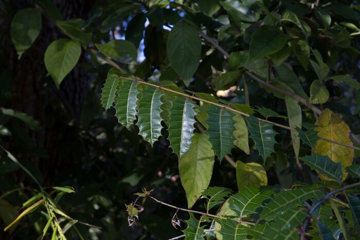 Guao (Comocladia dentata)