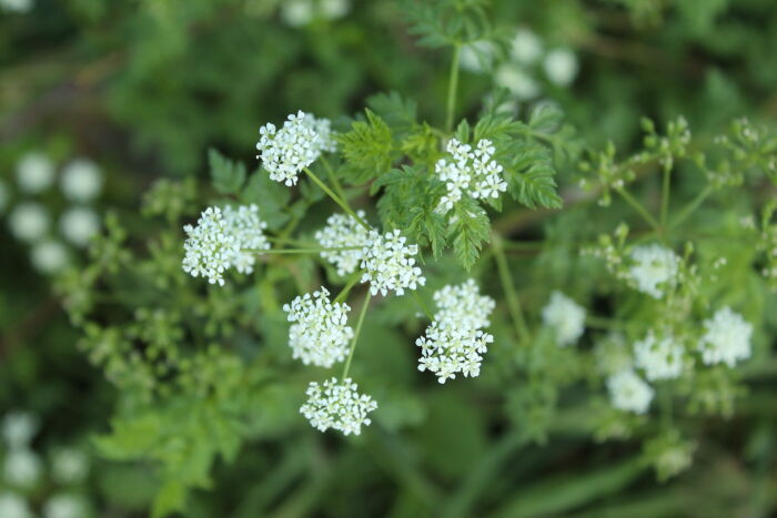 Cicuta(Conium maculatum)