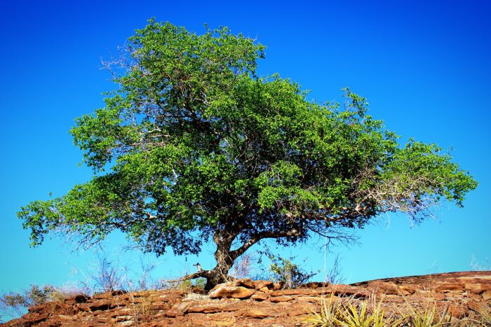 Copayero o copaiba