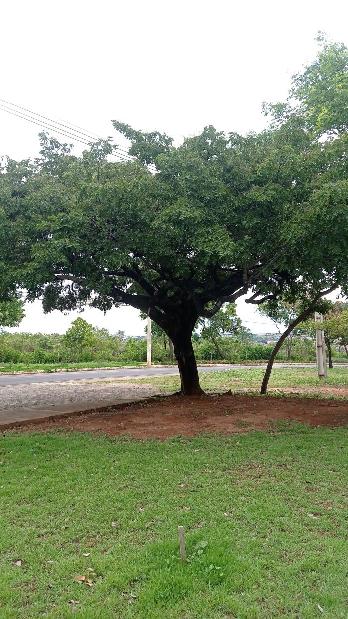 Copaiba (Copaifera langsdorffii)