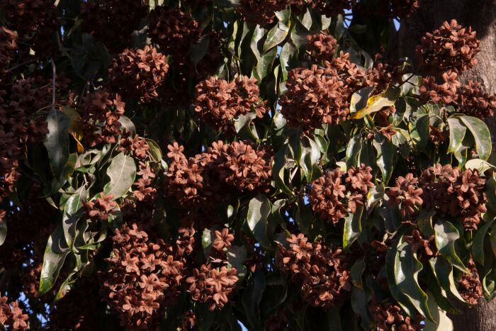 Bara (Cordia Gerascanthus)