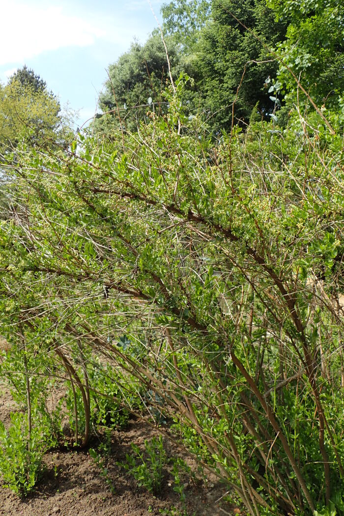 Corroyera (Coriaria myrtifolia)