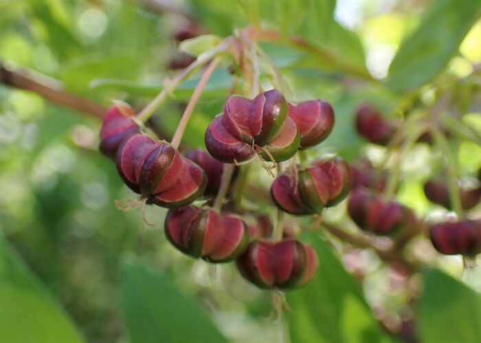 Corroyera (Coriaria myrtifolia)