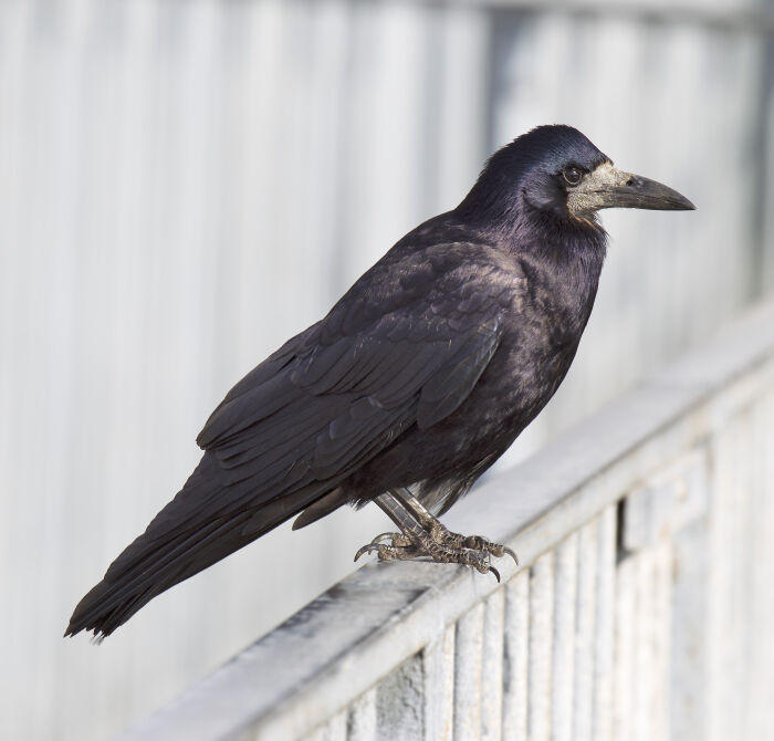 Cuervo merendero (Corvus frugilegus)