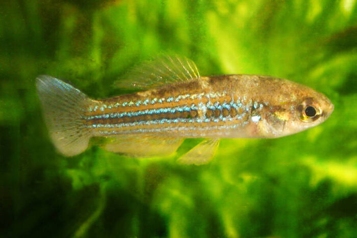 Guajacn (Cubanichthys cubensis)