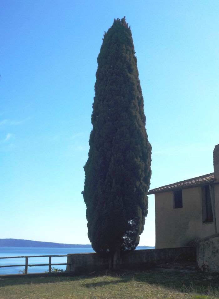 ciprs italiano (Cupressus sempervirens)