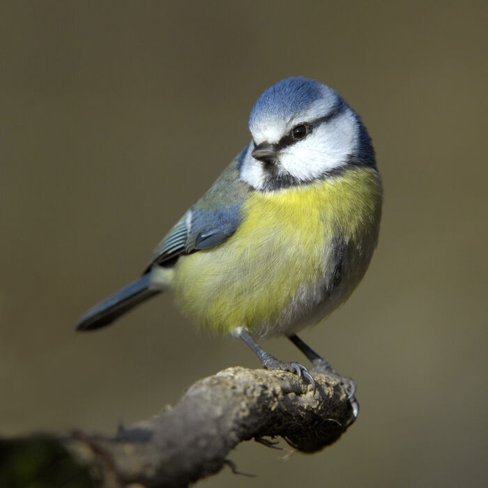 Alioln (Cyanistes caeruleus)