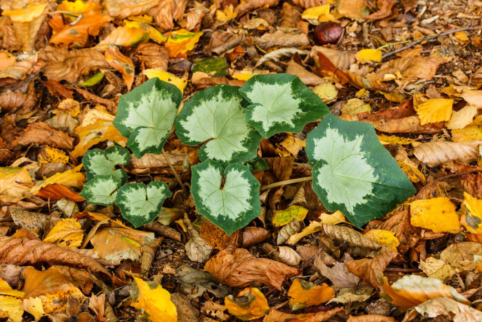 La planta Cyclamen hederifolium, cuyas hojas presentan una morfologa cardicea