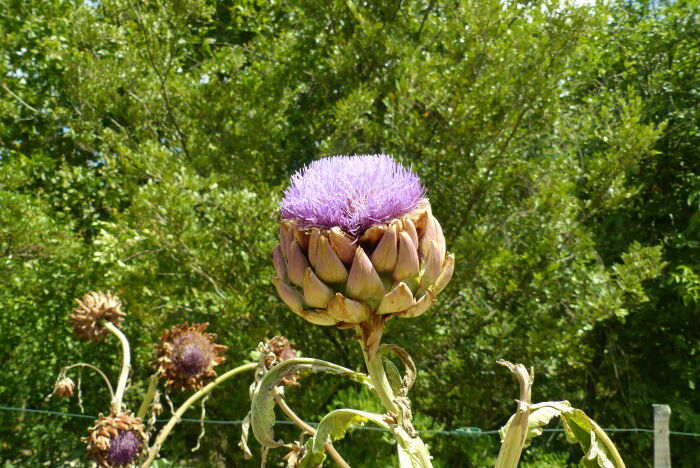 Alcachofa (Cynara scolymus)