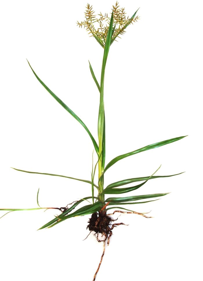 Chufa (Cyperus esculentus)