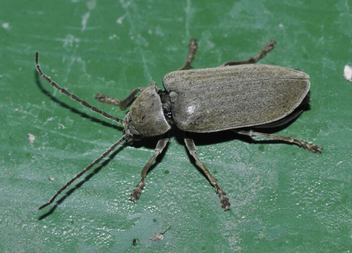 Dacilo (Dascillus cervinus)