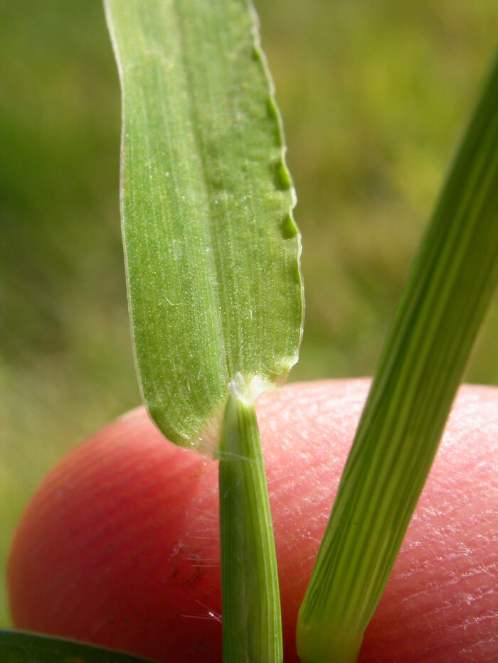 Hoja ligulada en una Digitaria sanguinalis