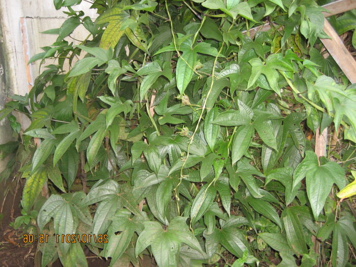 Yamp (Dioscorea trifida)