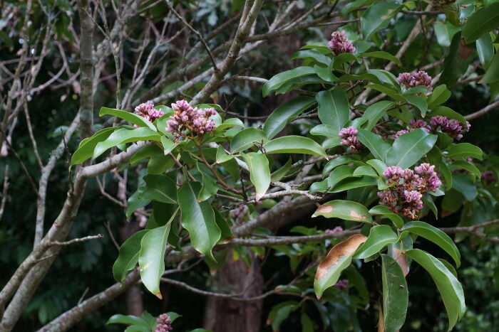 almendrillo