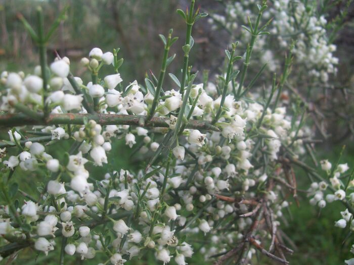 Brusquita (Discaria americana)