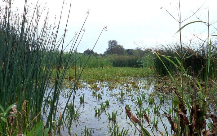 El biotopo de un pantano en el norte de Alemania.<br />
Se pueden ver las plantas Stratiotes aloides, Schoenoplectus lacustris y Alisma plantago-aquatica