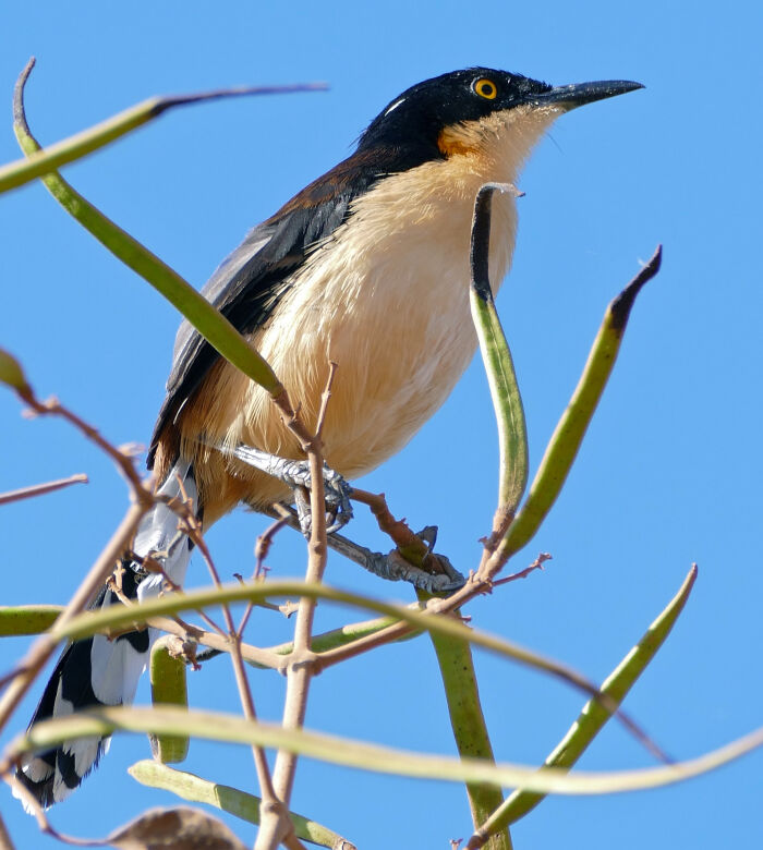 Ang (Donacobius atricapilla)