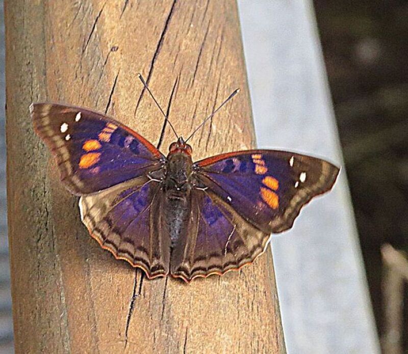 Una Mariposa Emperador Prpura cerca de la Garganta del Diablo, en el Parque Iguaz. Conocido localmente como turqu, se extiende desde aqu, en el noreste de Argentina, hasta los adyacentes Brasil y Paraguay.