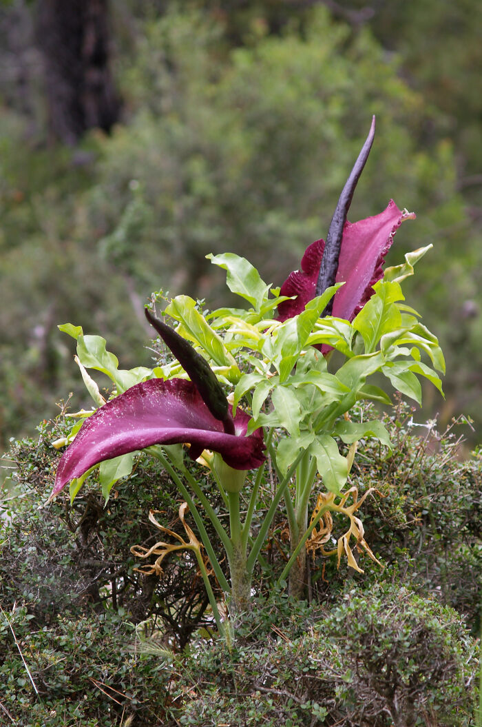 Dragontea (Dracunculus vulgaris)