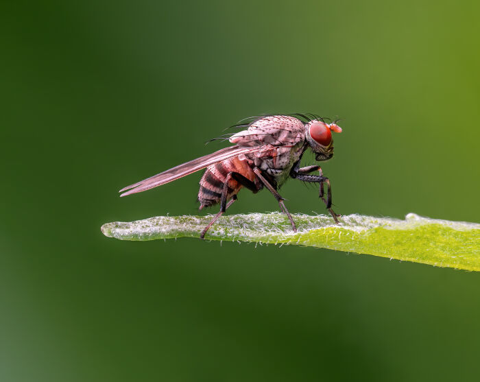 Drosophila melanogaster