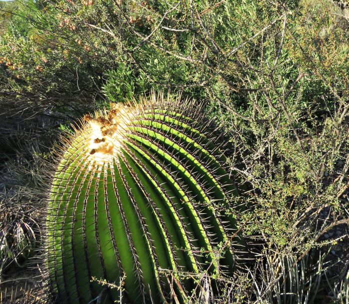 Biznaga (Echinocactus platyacanthus)