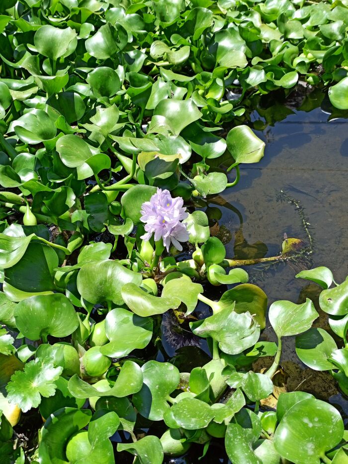 Camalote (Eichhornia crassipes)