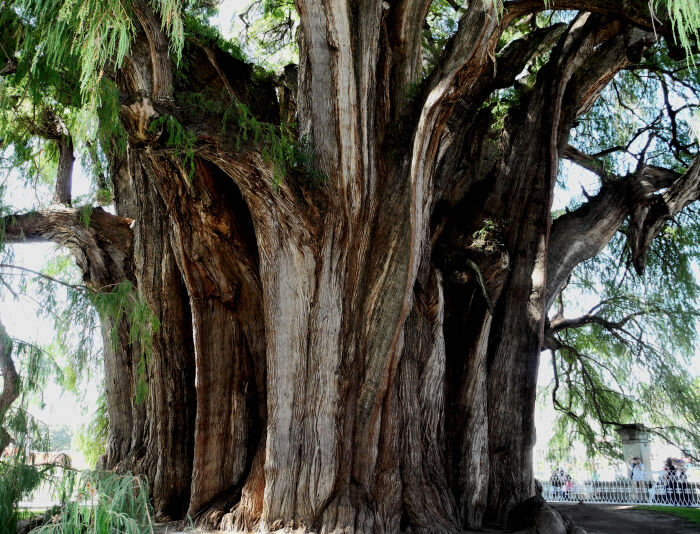 Taxodium mucronatum en Santa Mara del Tule, en Oaxaca, que mide unos 45 m de circunferencia