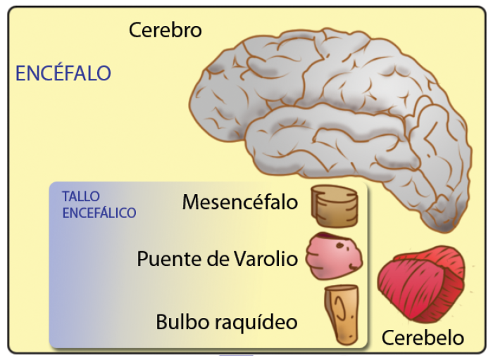 Esquema del encfalo humano: aqu se aprecia el istmo del encfalo o mesencfalo