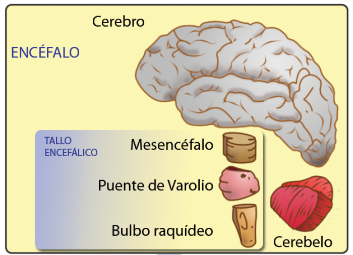 Esquema del encfalo humano