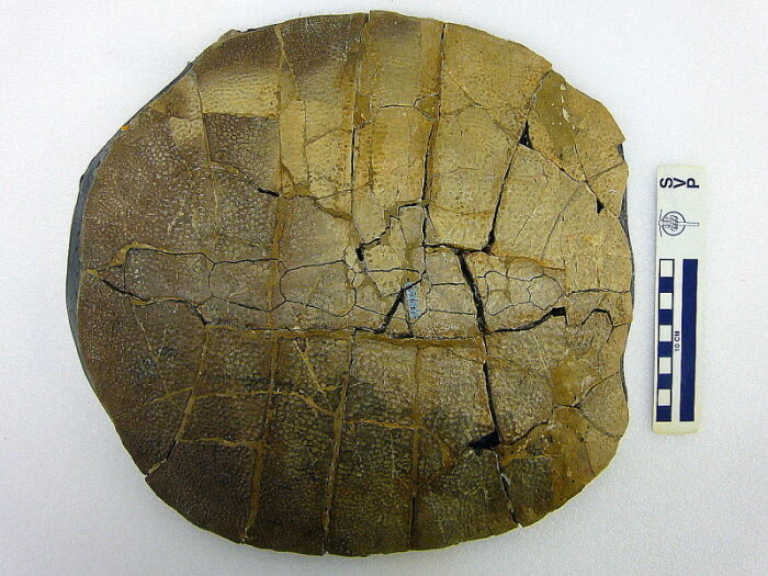 Fsil eoceno de una tortuga