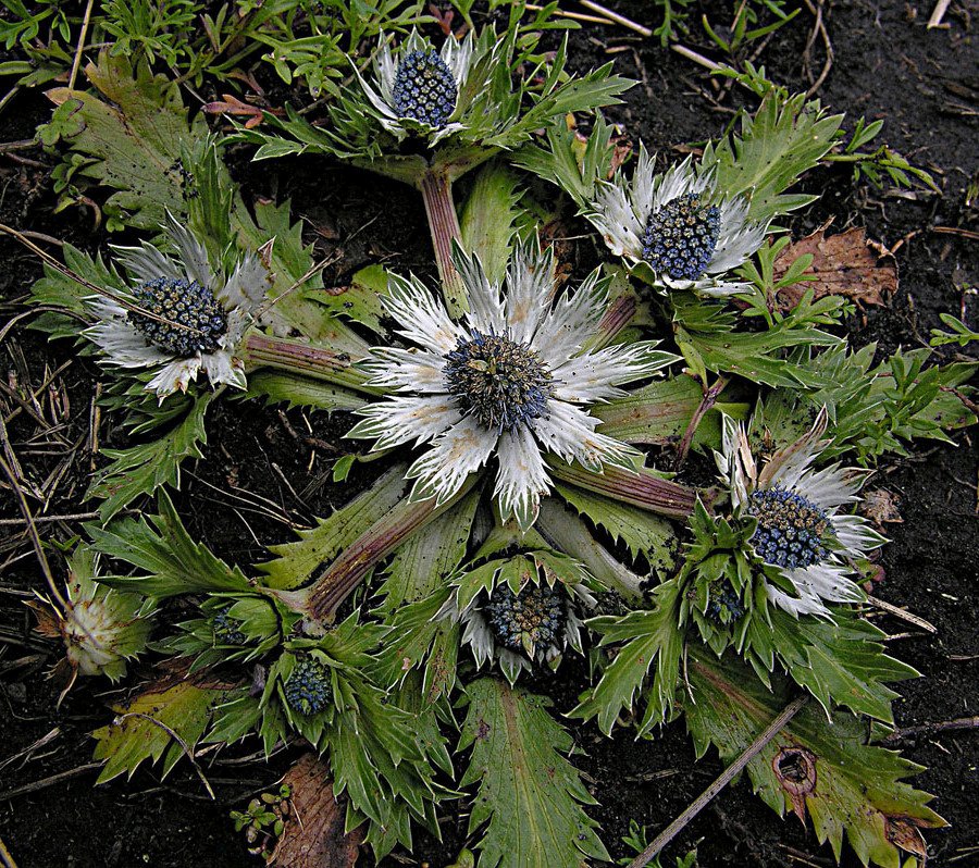 Eryngium carlinae