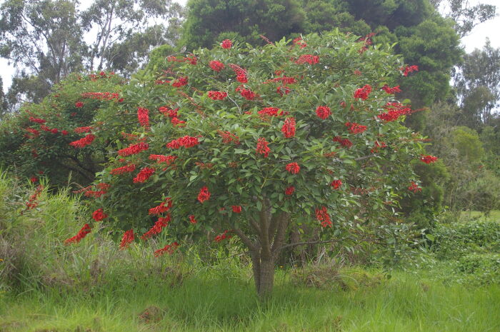 Cresta de gallo (Erythrina crista-galli)