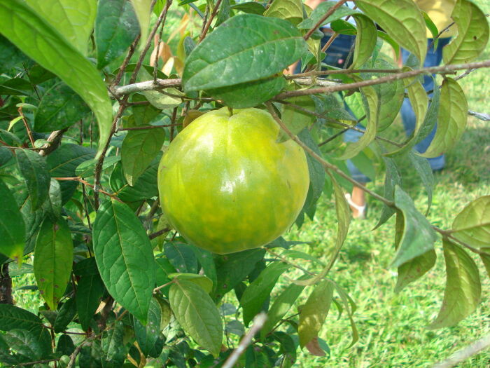 Araz (Eugenia stipitata)