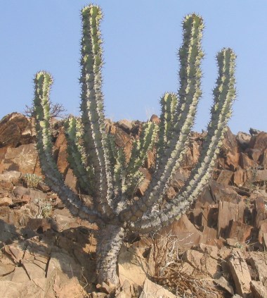 Euphorbia virosa.