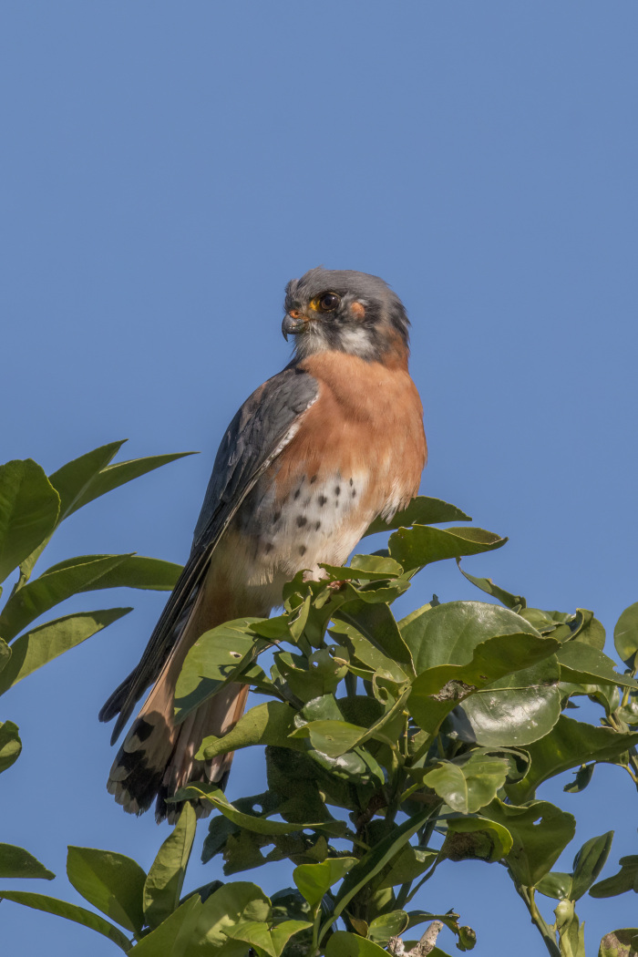 Quilico (Falco sparverius)