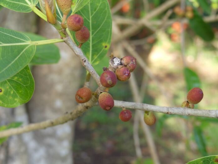Amate (Ficus cotinifolia)