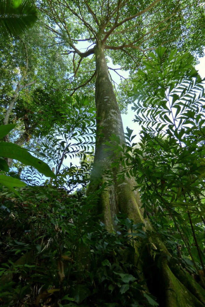 Amate (Ficus insipida)
