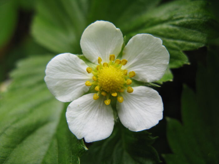 Flor blanca de la mayueta