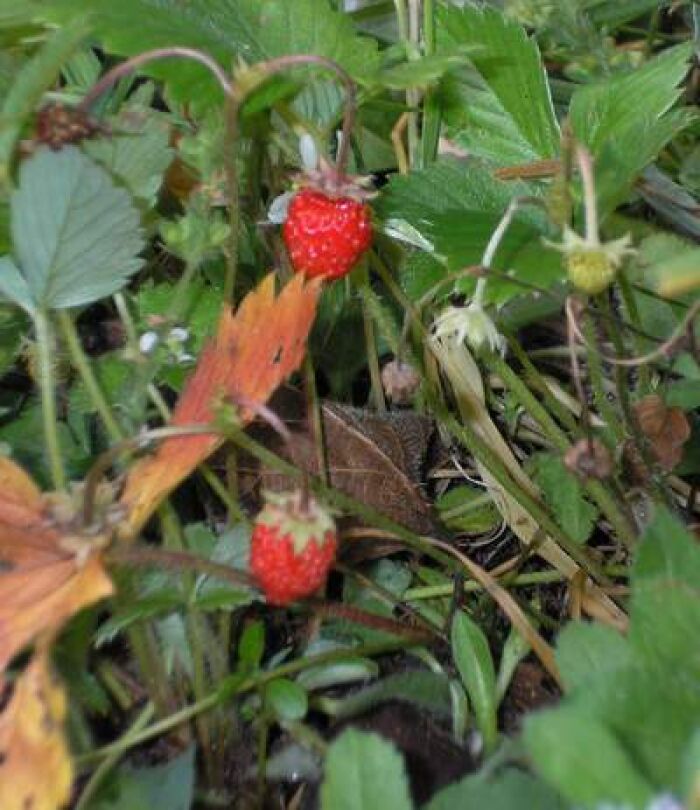 Mayueta (Fragaria vesca)