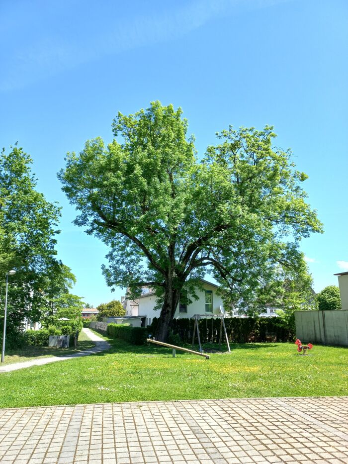 Fleja (Fraxinus excelsior)