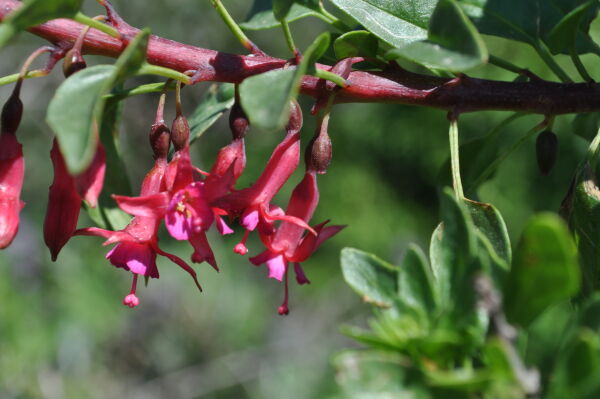 Fucsia silvestre de la costa o Fuchsia lycioides