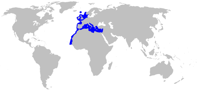 Distribucin del tiburn bocanegra (Galeus melastomus)