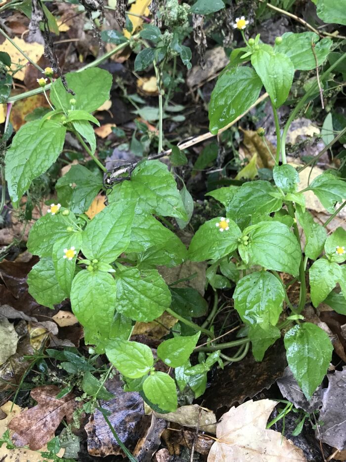 Huasca (Galinsoga parviflora)