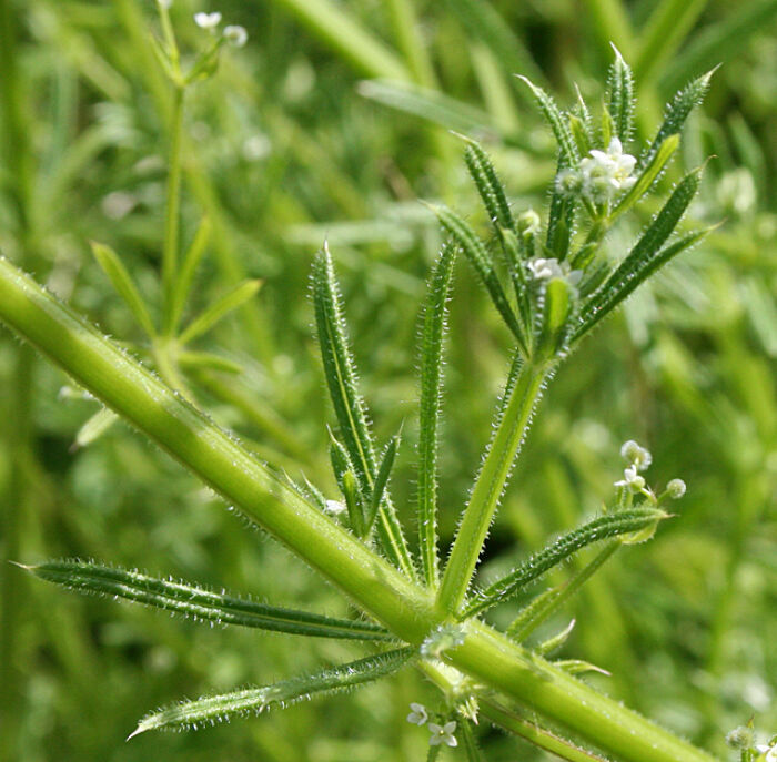 Presera o amor de hortelano (Galium aparine)